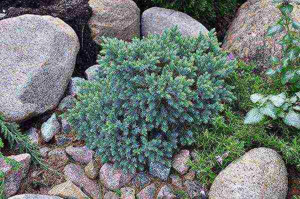 ang juniper blue star na pagtatanim at pangangalaga sa bukas na bukid sa tagsibol