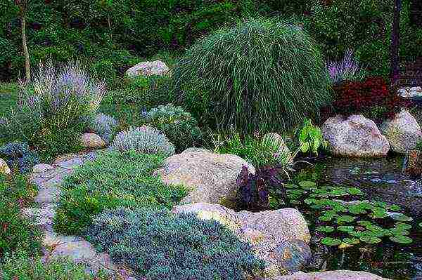 juniper blue star planting and care in the open field in spring