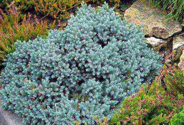 juniper blue star planting and care in the open field in spring