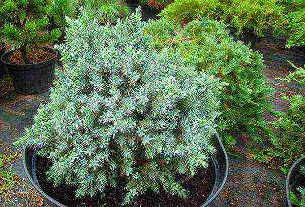 juniper blue star planting and care in the open field in spring