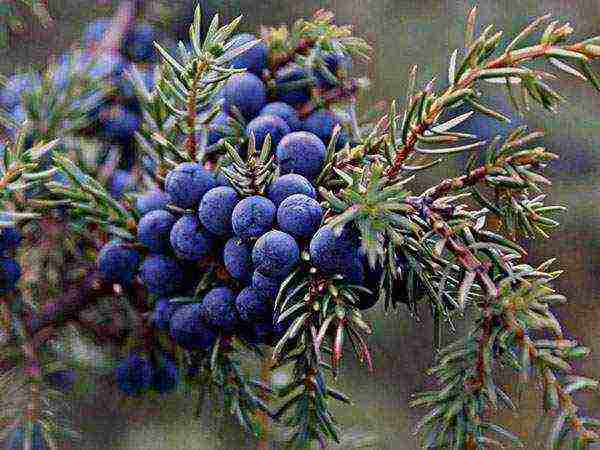 juniper blue star planting and care in the open field in spring