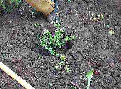 juniper blue star planting and care in the open field in spring