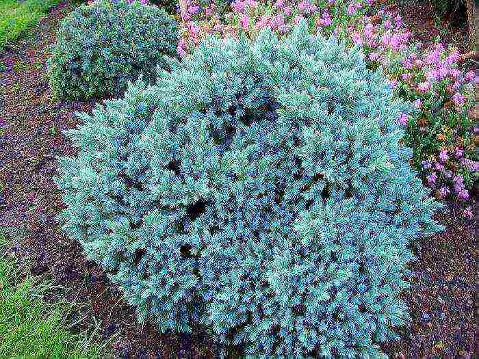 juniper blue star planting and care in the open field in spring