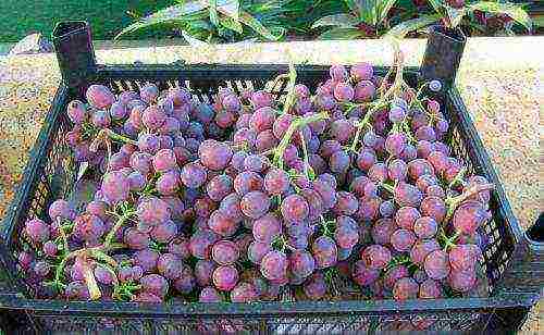 nutmeg varieties the best varieties