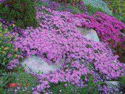 soapwort moon dust planting and care in the open field