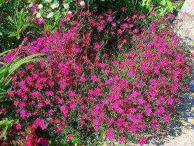 soapwort moon dust planting and care in the open field