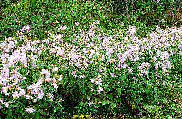 soapstone moon dust planting and care in the open field