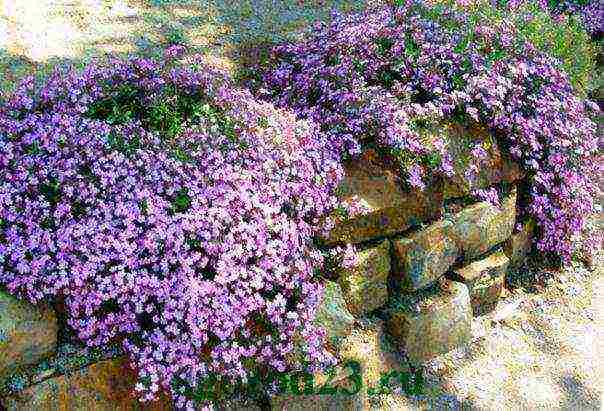 soapwort moon dust planting and care in the open field