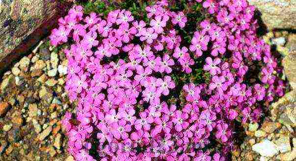 soapwort moon dust planting and care in the open field