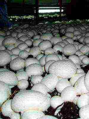 on what mushrooms are grown on an industrial scale