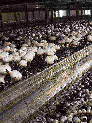 on what mushrooms are grown on an industrial scale