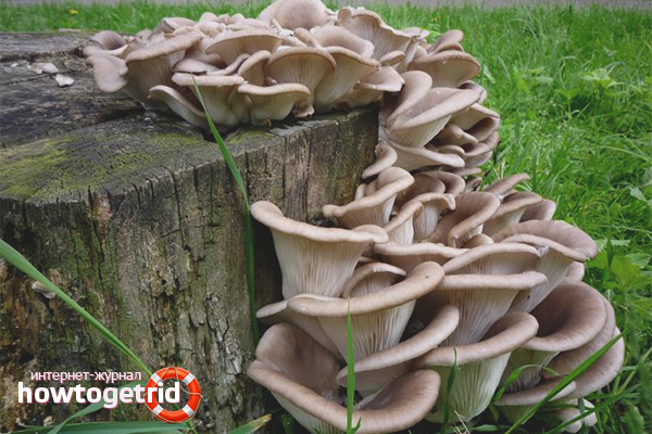 on what oyster mushrooms are grown at home