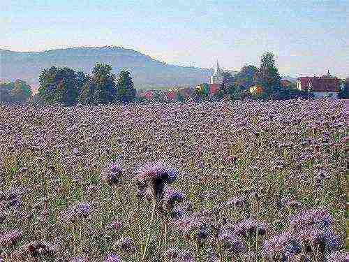 plants of the family are grown for green fertilizer