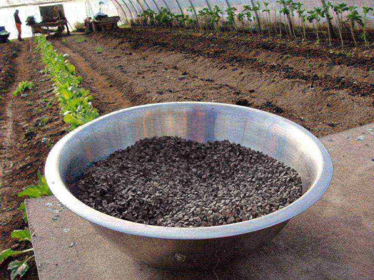 plants of the family are grown for green fertilizer