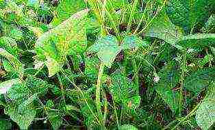 plants of the family are grown for green fertilizer