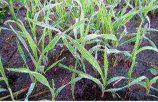 plants of the family are grown for green fertilizer