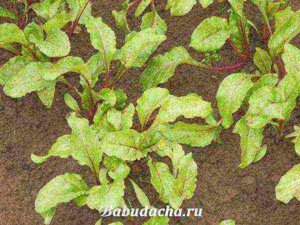 whether it is necessary to soak beet seeds before planting in open ground