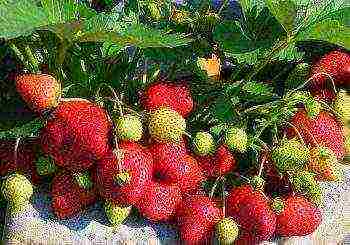 the best varieties of remontant strawberries