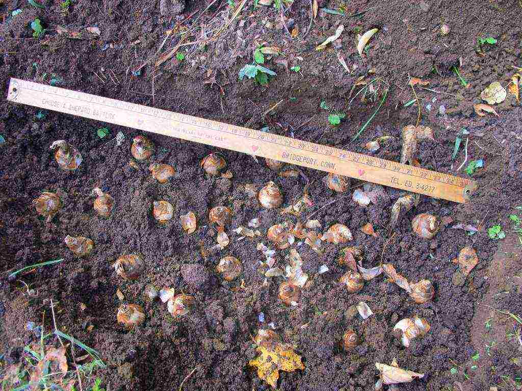 daffodil planting and care outdoors in siberia