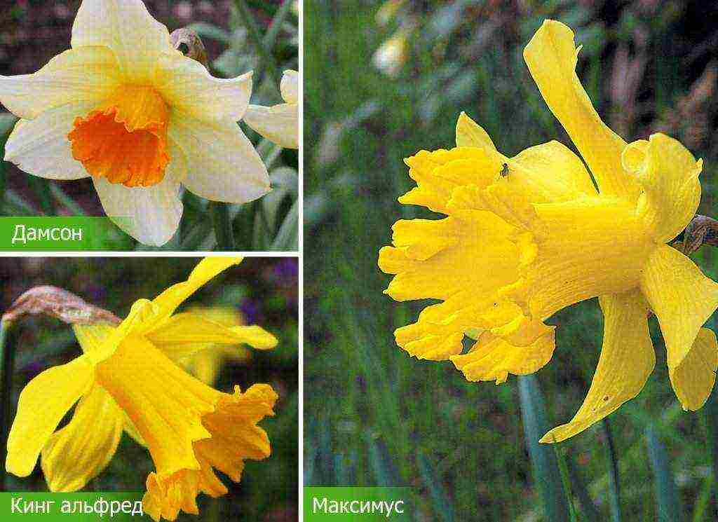 daffodil planting and care outdoors in siberia