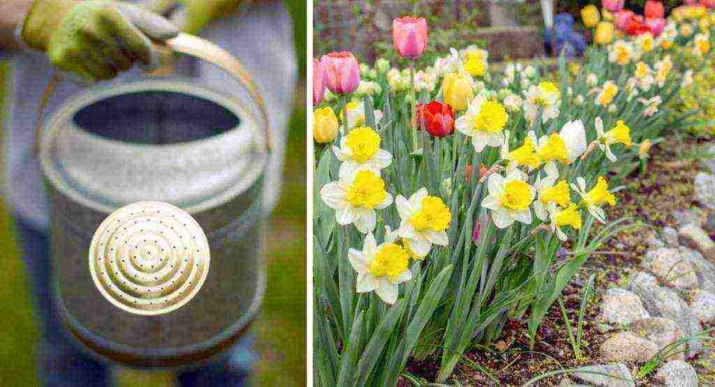 daffodil planting and care outdoors in siberia