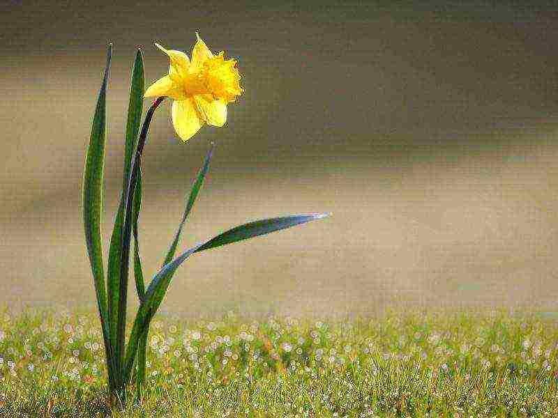 daffodil planting and care outdoors in siberia