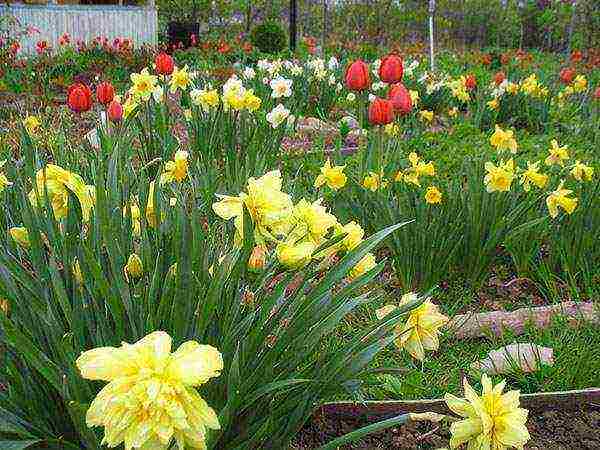 daffodils pinakamahusay na katalogo ng mga varieties