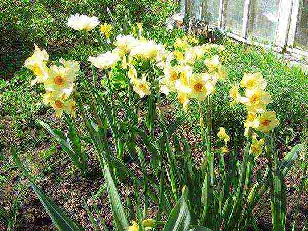 daffodils pinakamahusay na katalogo ng mga varieties