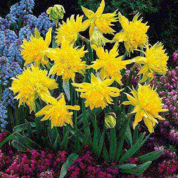 daffodils best varieties catalog