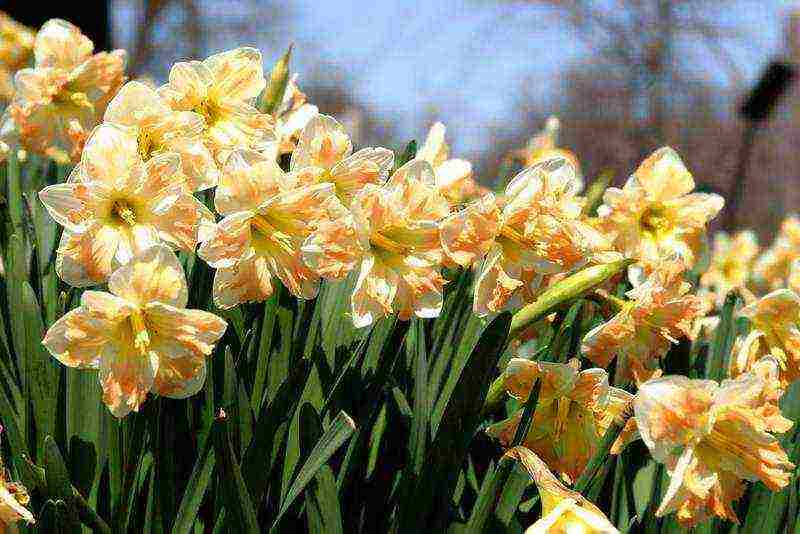 daffodils planting and care in the open field in autumn in Siberia