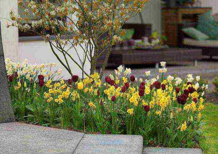 daffodils planting and care in the open field in autumn in Siberia