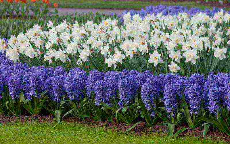 daffodils planting and care in the open field in autumn in Siberia