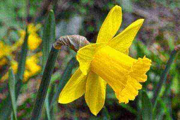 daffodils planting and care in the open field in autumn in Siberia