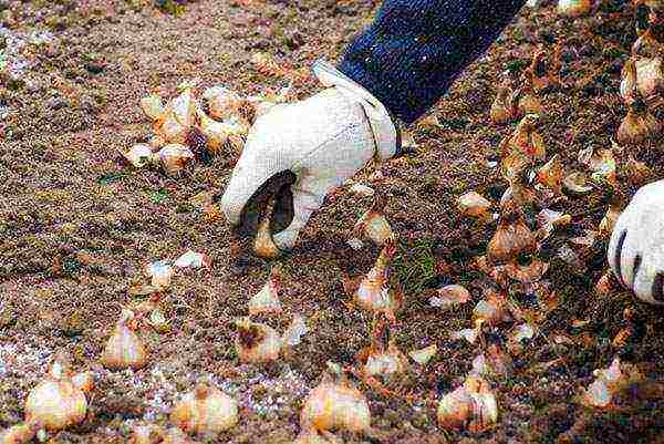 daffodils planting and care in the open field in autumn in Siberia