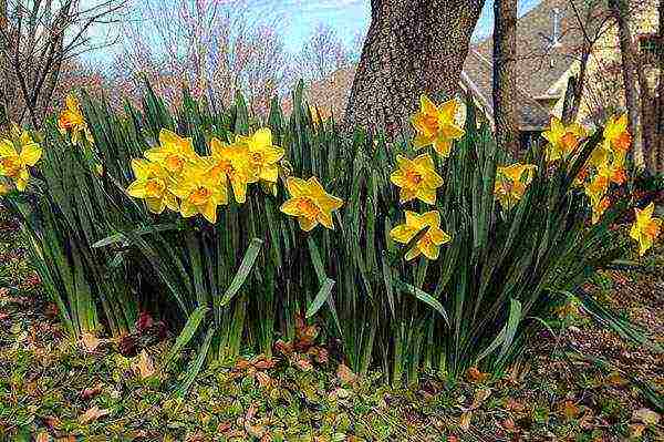 daffodils planting and care in the open field in autumn in Siberia