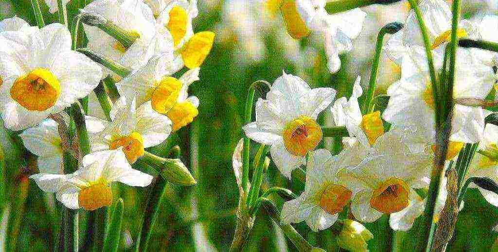 daffodils planting and care in the open field in autumn in Siberia