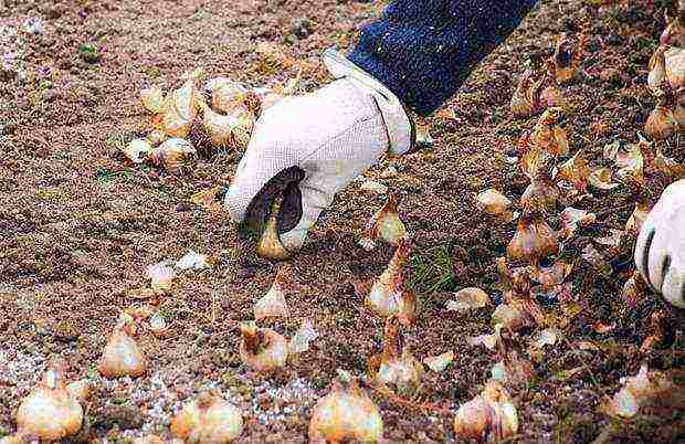 daffodils planting and care in the open field in autumn in Siberia