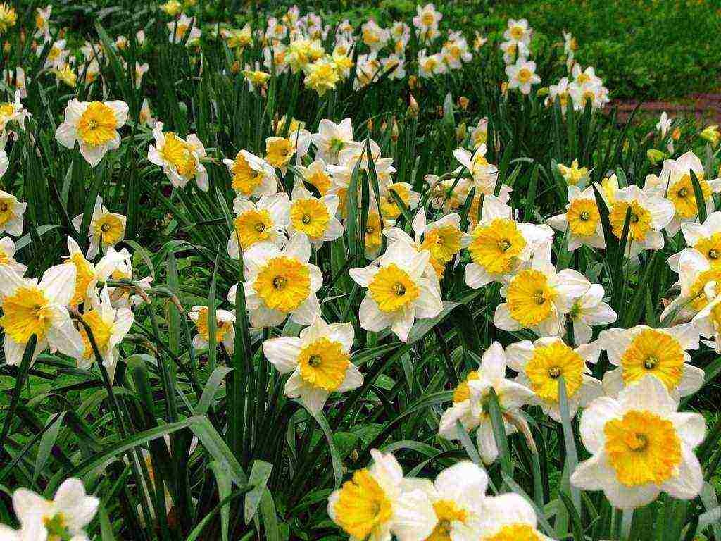 daffodils planting and care in the open field in autumn in Siberia