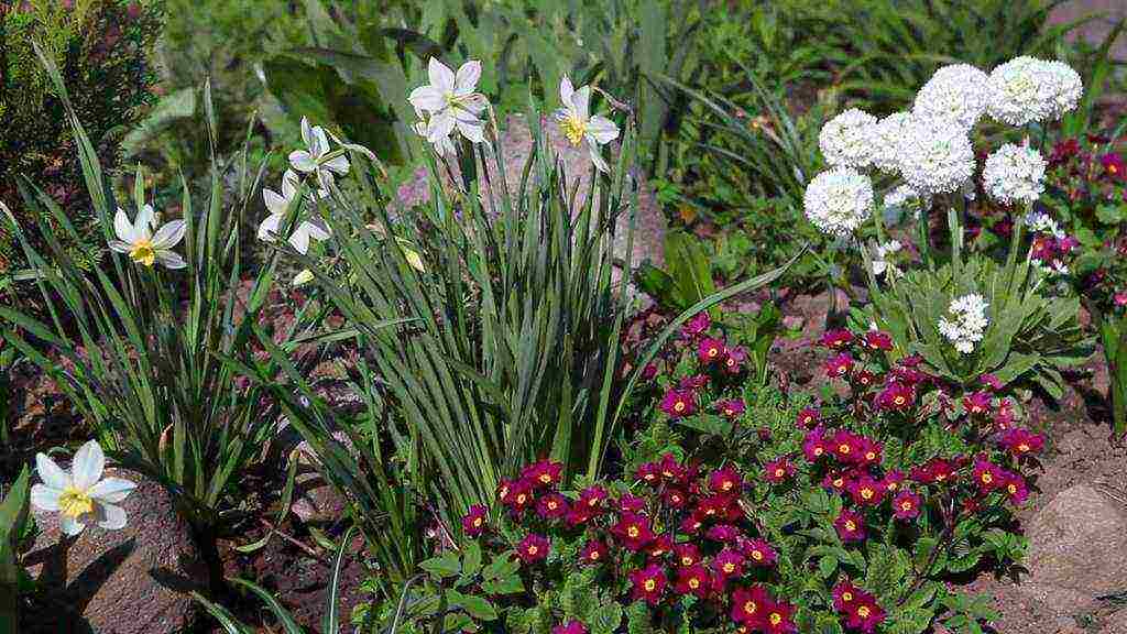 daffodil na pagtatanim at pangangalaga sa bukas na bukid sa taglagas sa Siberia