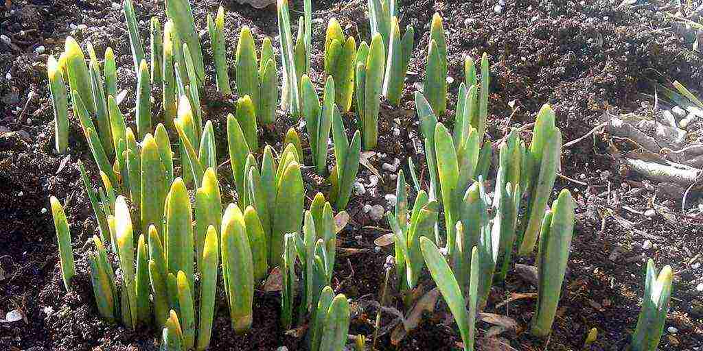 daffodils planting and care in the open field in autumn in Siberia