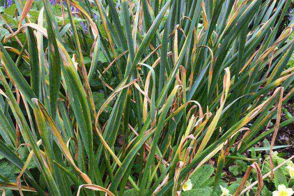 daffodil na pagtatanim at pangangalaga sa bukas na bukid sa taglagas sa Siberia