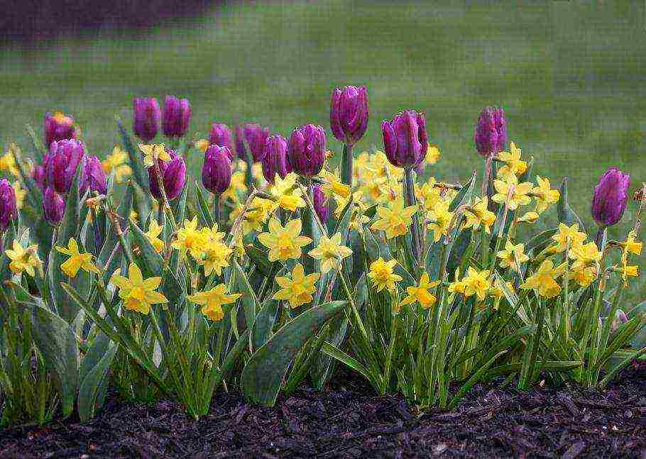 daffodils planting and care in the open field in autumn in Siberia