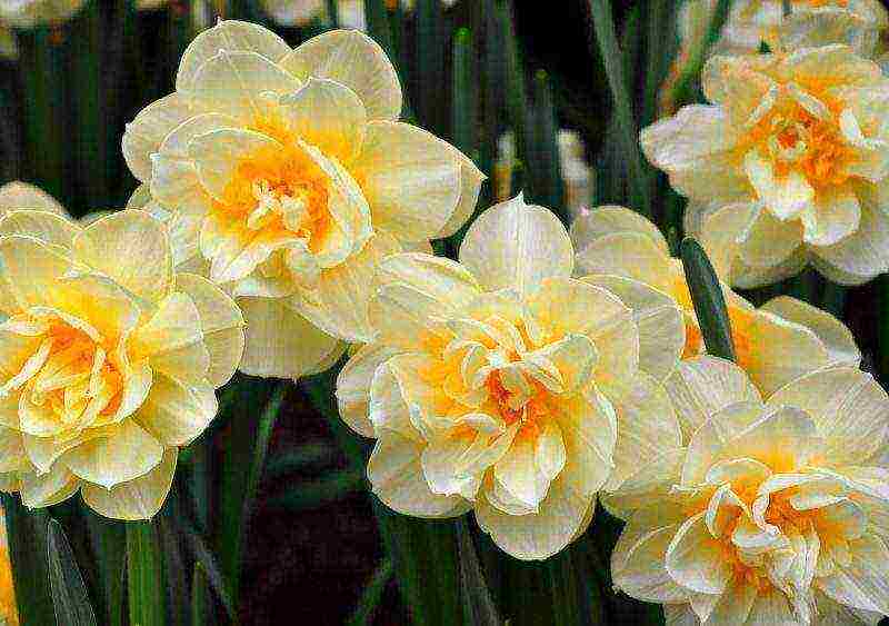 daffodils planting and care in the open field in autumn in Siberia