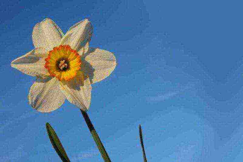 daffodils planting and care in the open field in autumn in Siberia