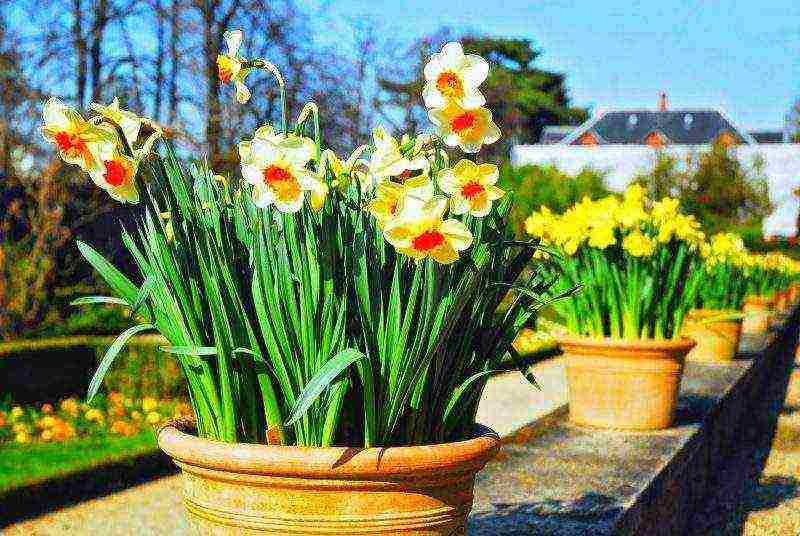 daffodils planting and care in the open field in autumn in Siberia