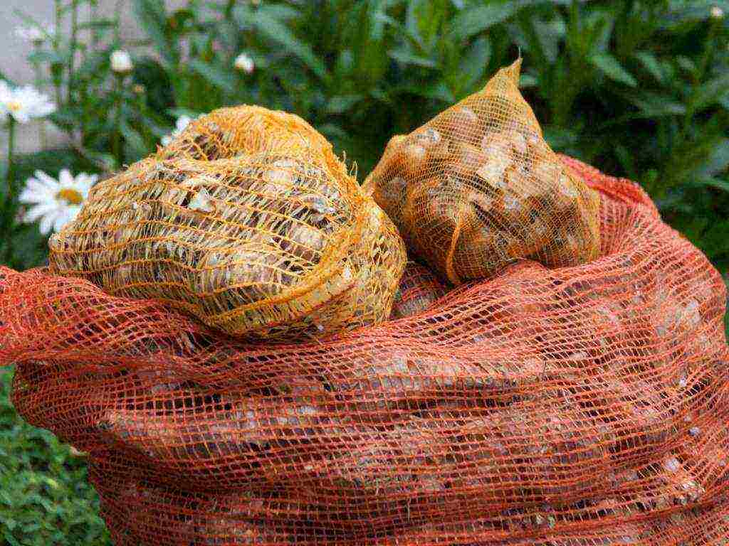 daffodil na pagtatanim at pangangalaga sa bukas na bukid sa taglagas sa Siberia