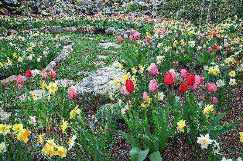 daffodils planting and care in the open field in autumn in Siberia