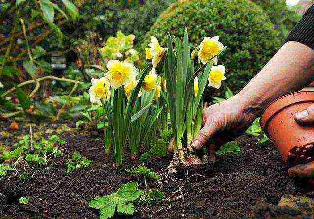 daffodils planting and care in the open field in autumn in Siberia