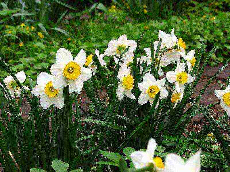 daffodils planting and care in the open field in autumn in Siberia