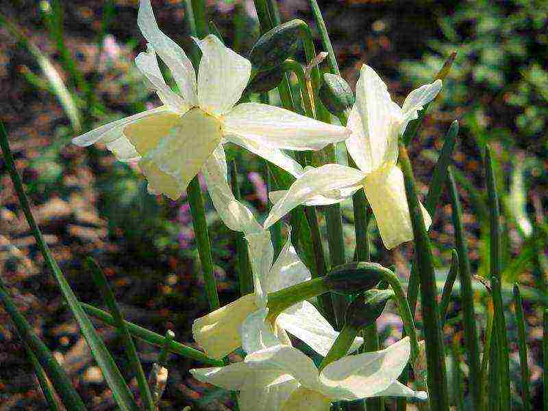 daffodils planting and care in the open field in autumn in Siberia